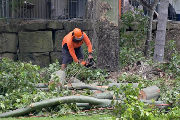 Best Professional Tree Care  in Harrisonburg, VA